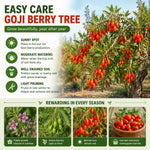 2 Goji Berry Plants 4–6" Tall, Live Fruiting Shrub for Patio, Containers and Backyard Gardening, Hardy Outdoor Plant