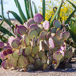 Live Purple Prickly Pear Cactus, 6-8 Inches Tall, Hardy Succulent Plant for Indoor or Outdoor Growing