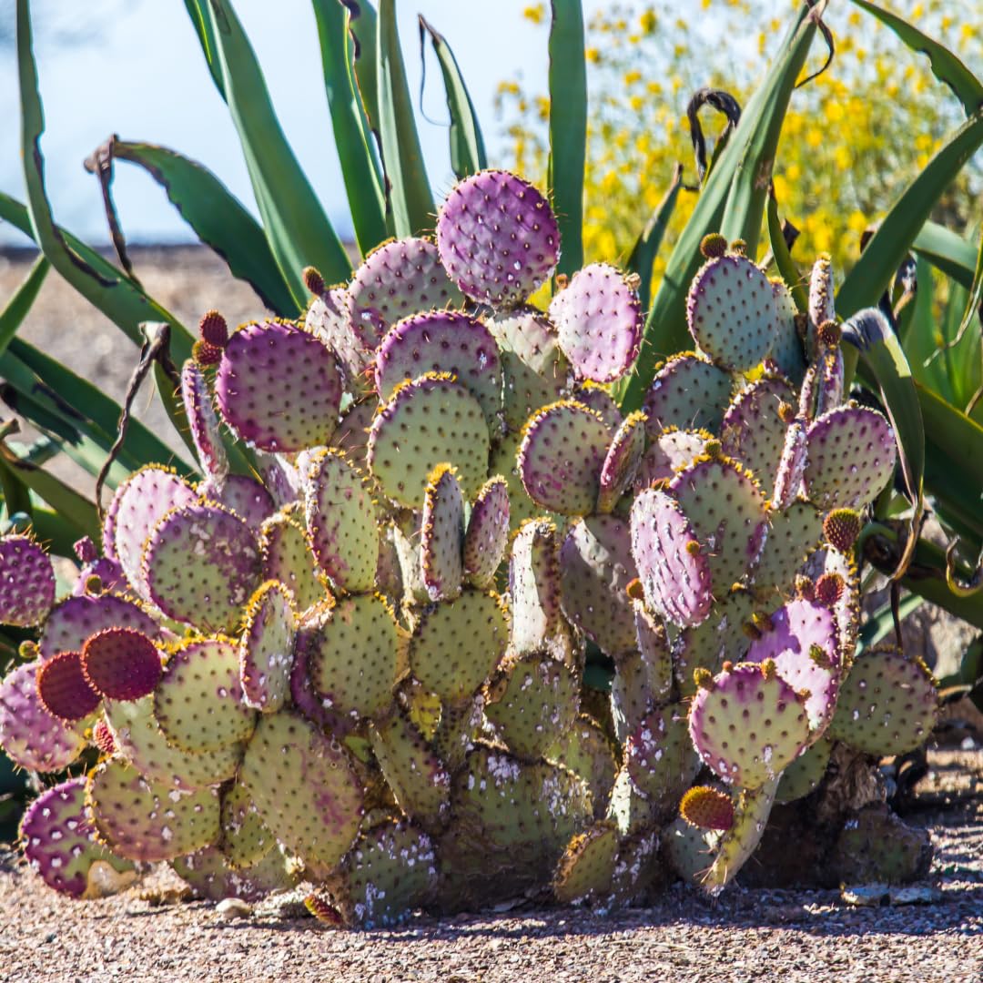 Live Purple Prickly Pear Cactus, 6-8 Inches Tall, Hardy Succulent Plant for Indoor or Outdoor Growing
