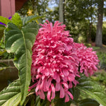 Pink Shrimp Plant Live, Live Shrimp Shrubs Plant, 5-7 Inches Tall, Easy Care Houseplant, Fragrant Blooms, Indoor Outdoor Growing