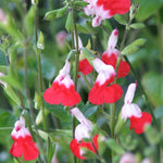 3 Sage Salvia Plants Live, Perennial Flowering Bushes, Bicolor Red White Blooms, 4-8 Inch Tall