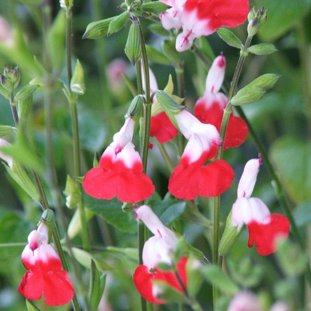 3 Sage Salvia Plants Live, Perennial Flowering Bushes, Bicolor Red White Blooms, 4-8 Inch Tall