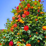 Roses Live Plant, Climbing Rose Plant Live from 5'' Tall, Bush Shrub Plants, Fragrant Flower Garden (Orange Yellow Red)
