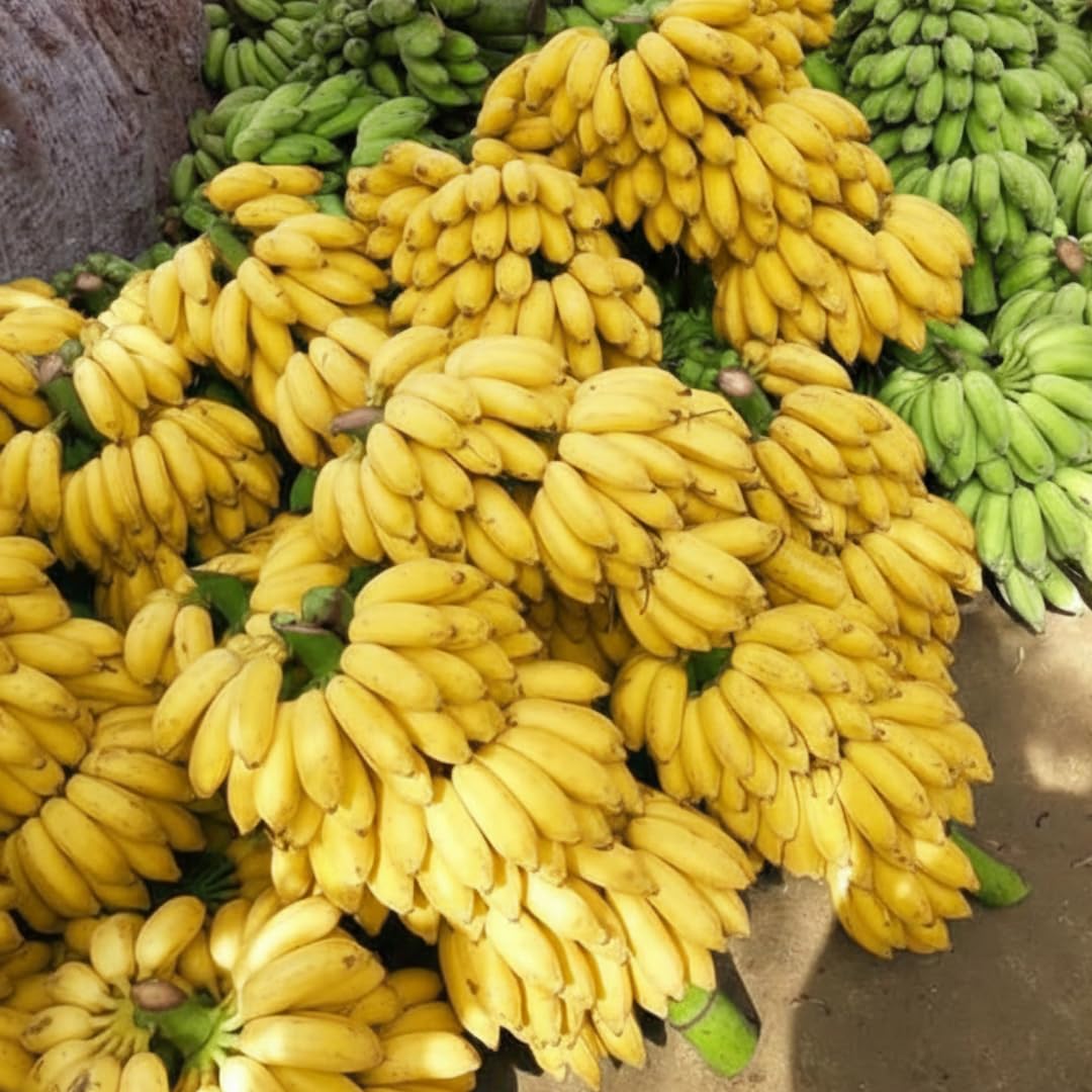 Banana Plant Live, Sweetheart Banana Tree Live Plant, Hardy Banana Fruit Seedling 4 to 8 Inch Tall, Indoor Outdoor