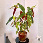 Begonia Plant Live, Colorful Begonia Plants 4-8 Inches, Decorative Houseplant for Indoor Outdoor Gardens and Containers (White Polka Dot Foliage)