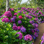 Hydrangea Plant Live Tree Dormant in Winter, Vibrant Color Bloom, 5-11" Well-Rooted Hydrangea Shrub Bush for House Planting Outdoor (Purple to Blue to Pink)