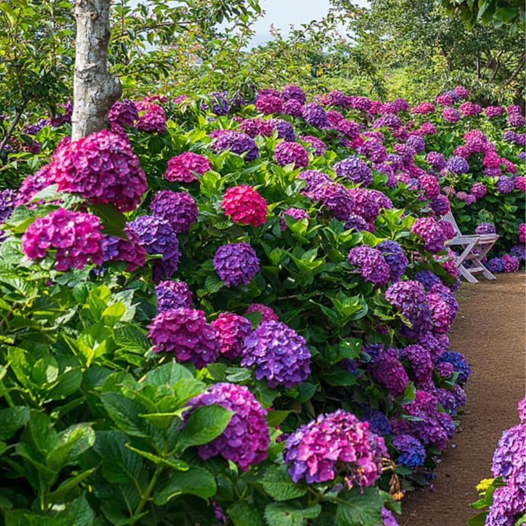 Hydrangea Plant Live Tree Dormant in Winter, Vibrant Color Bloom, 5-11" Well-Rooted Hydrangea Shrub Bush for House Planting Outdoor (Purple to Blue to Pink)