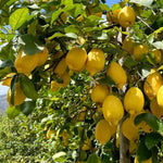 Meyer Lemon Bush Live Plant, Air Layered Lemon Tree, Fragrant Yellow Citrus Tree in 1 Gallon Pot, Suitable for Patio, Container, Indoor or Outdoor Growing
