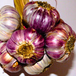 1 Pound Garlic for Planting in Fall Hardneck, 5-6 Purple Garlic Bulbs for Planting, Fresh and High Yield Bulb Variety Pack, Hardy and Fast Growing
