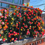 Roses Live Plant, Climbing Rose Plant Live from 5'' Tall, Bush Shrub Plants, Fragrant Flower Garden (Orange Yellow Red)