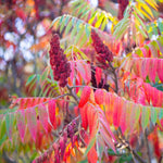 4 Red Burning Bush Bare Roots, 6-12 Inch Live Burning Shrubs, Ornamental Landscape Plants with Fall Color