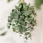 Baby Blue Eucalyptus Plant Live, Eucalyptus Tree Live, Well Rooted Starter Plants, Fragrant Foliage Ornamental Plant, 5-7 Inches Tall, Indoor Outdoor Landscape