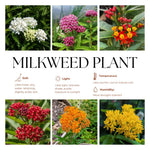 4 Mix Milkweed Plants Live 4-9 Inc Tall, Tropical Milkweed Plants Well Rooted, Outdoor Growing