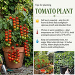 Cherry Tomato Live Plants, 2 Plant Per Pot, Tomato Plant 5-8" Tall