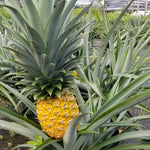 Live Pineapple Gold Plant, 4-8 Inches Tall, Sweet Pineapple Fruit Live Plant, Tropical Tree for Planting Outdoor, No Pot