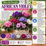 Red African Violet Plant Live, Red Violet Flower, 3-5 Inches Tall