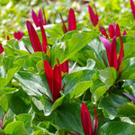 5 Red Trillium Bulbs, Trillium Flower Bulbs, Trillium Bulb for Fall Planting, 5 Large Bulbs, Easy to Plant