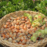 Hardy Hazelnut Tree Plant Live Bare Root 1-2 Feet Tall