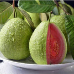 Pink Guava Tree Live Plant, 5 to 7 Inc Tall, Pink Guava Plant Live for Planting, Zone 9 to 11