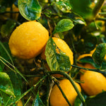 Live Meyer Lemon Plant, Yellow Air-Layered Lemon Citrus in Gallon Pot, 1-2 Feet Tall for Outdoor Garden