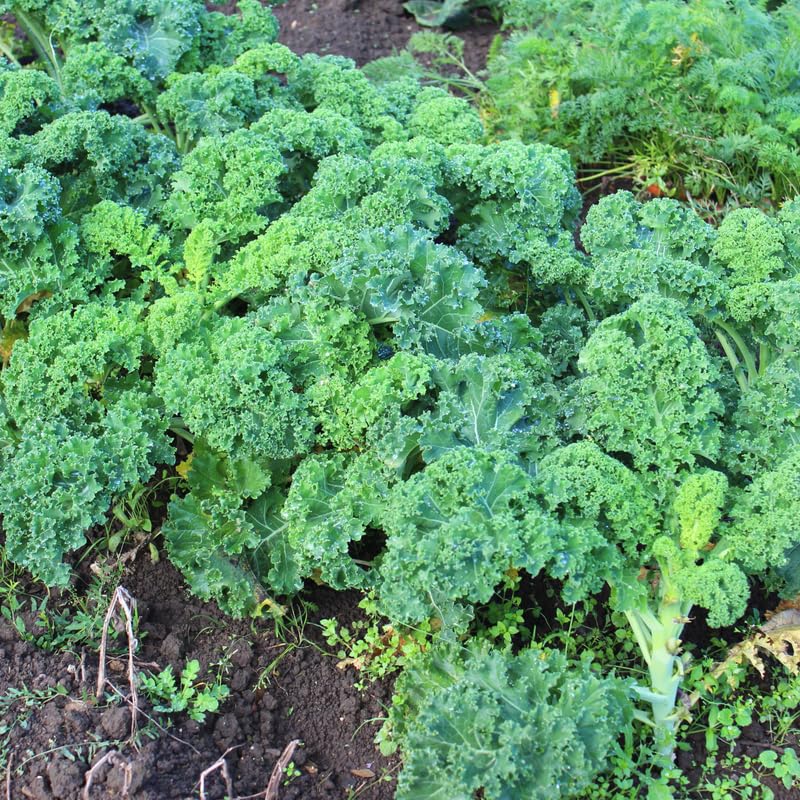 Kale Plant, 4 Inch Pot, Vegetable Kale Plants Potted