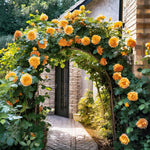 Climbing Roses Live Plant, Yellow Rose Climbing Bushes for Planting, No Pot, Cut Back, Well Rooted, No Leaf for Planting