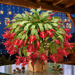 4 Christmas Cactus Plants Live, 5-9 Inch Tall (Red)