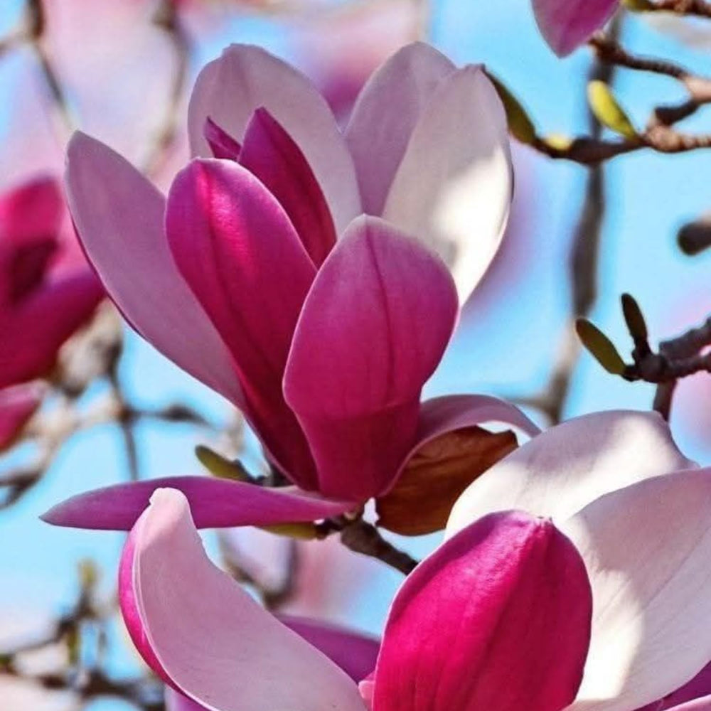 2 Magnolia Tree Cuttings, Hardy Fragrant Magnolia Flowering Tree, Well Rooted Cuttings 8–12 Inches for Outdoor Garden (Jane Magnolia Cuttings)
