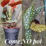 2 Live Begonia Angel Wing Maculata Set, Size 5-9 Inch Tall, Polka Dot Begonia Plants, Indoor Outdoor Decorative Houseplants