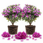 2 Blueberry Ice Bougainvillea Plants Live, Patio Flower Vine, 4-8 Inch Tall