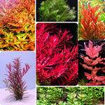 200 Aquarium Plant Seeds for Fish Tank, Mixed Aquatic Grass Seeds for Freshwater Aquarium, Fast-Growing