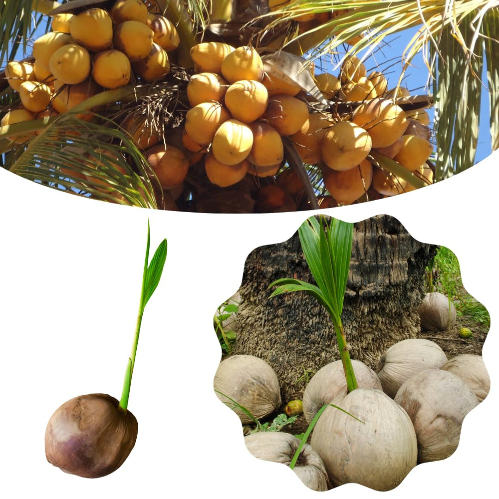 Live Coconut Tree Plant, Sprouted Yellow Coconut for Tropical Gardening, 6-8 Inch Tall for Outdoor Planting