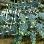 Silver Dollar Eucalyptus Plant Live, Eucalyptus Tree Live, Well Rooted Starter Plants, Fragrant Foliage Ornamental Plant, 5-7 Inches Tall, Indoor Outdoor Landscape