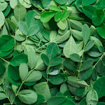 2PPP Moringa Oleifera Live Plant, 4–8 Inches Tall, Tree for Home Gardens