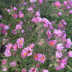 Aster Live Plant, Aster Plant Live, Perennial Asters Plants, Vibrant Flower Blooms, 5-7 Inches in Height for Growing (Pink)