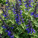 3 Blue Salvia Sage Plants 4–7" Tall, Perennial Live Flowering Garden Plants for Outdoor Growing, Vibrant Salvia Plant Starter