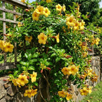 Set of 2 Yellow Allamanda Plant Live, Allamanda Plant, Ornamental Flowering Vine Plants for Outdoor Gardens, No Pot