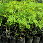Moringa Oleifera Tree Live Plant, 4 Months Old Malunggay Plant in Pot, Well-Rooted Drumstick Trees Ready to Grow Outdoor