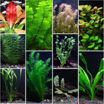 100 Aquarium Plant Seeds for Fish Tank, Aquatic Grass Seeds for Freshwater Aquarium, Live Water Plant Ground Cover for Fish Tank Decoration