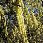 Set 2 Willow Plants Live Bare Root 1-2 Feet Tall, Dormant Willow Live Plants for Outdoor Garden Landscaping (Rare Willow)