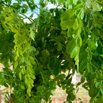 Live Moringa Oleifera Plant, 4 to 8 Inches Tall, Outdoor Tree