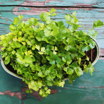 4 Parsley Plants Live for Planting, Parsley Herb Plant, from 5 to 7 Inc Long
