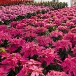 2 Multi Varieties Poinsettia Plants Live, Random Poinsettia Flowers for Holiday Christmas Gift, Decoration Houseplant 5-10" in Tall, No Pot