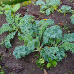 Pack 2 Pots Kale Plants, Vegetable Kale Plants Live for Planting, 4 Inch Pot