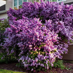 Fragrant Common Lilac Plant in 4 Inch Pot, Hardy Flowering Lilac Shrub, Fragrant Purple Blossoms
