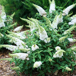2 Butterfly Bush Live Plants, White Buddleia Shrubs, 5–9 Inch Tall, Fragrant Flowering Shrubs, No Pot