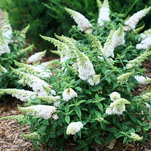 2 Butterfly Bush Live Plants, White Buddleia Shrubs, 5–9 Inch Tall, Fragrant Flowering Shrubs, No Pot