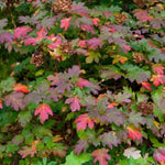 Dormant Hydrangea Live Plant Bush Shrub for Planting, 5 to 9" Hydrangea Tree Plant for Outdoor Planting, Change Color Flower Blooms (Queen)