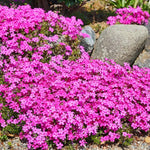 2 Creeping Phlox Plants Live, Ornamental Phlox Flowering Groundcover for Garden and Borders, 4 to 8 Inch Tall