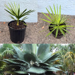Palm Tree Live Plant, Fully Rooted in 3 Gallon Pot, Rare Tropical Plant Live for Indoor or Outdoor Growing, Giant